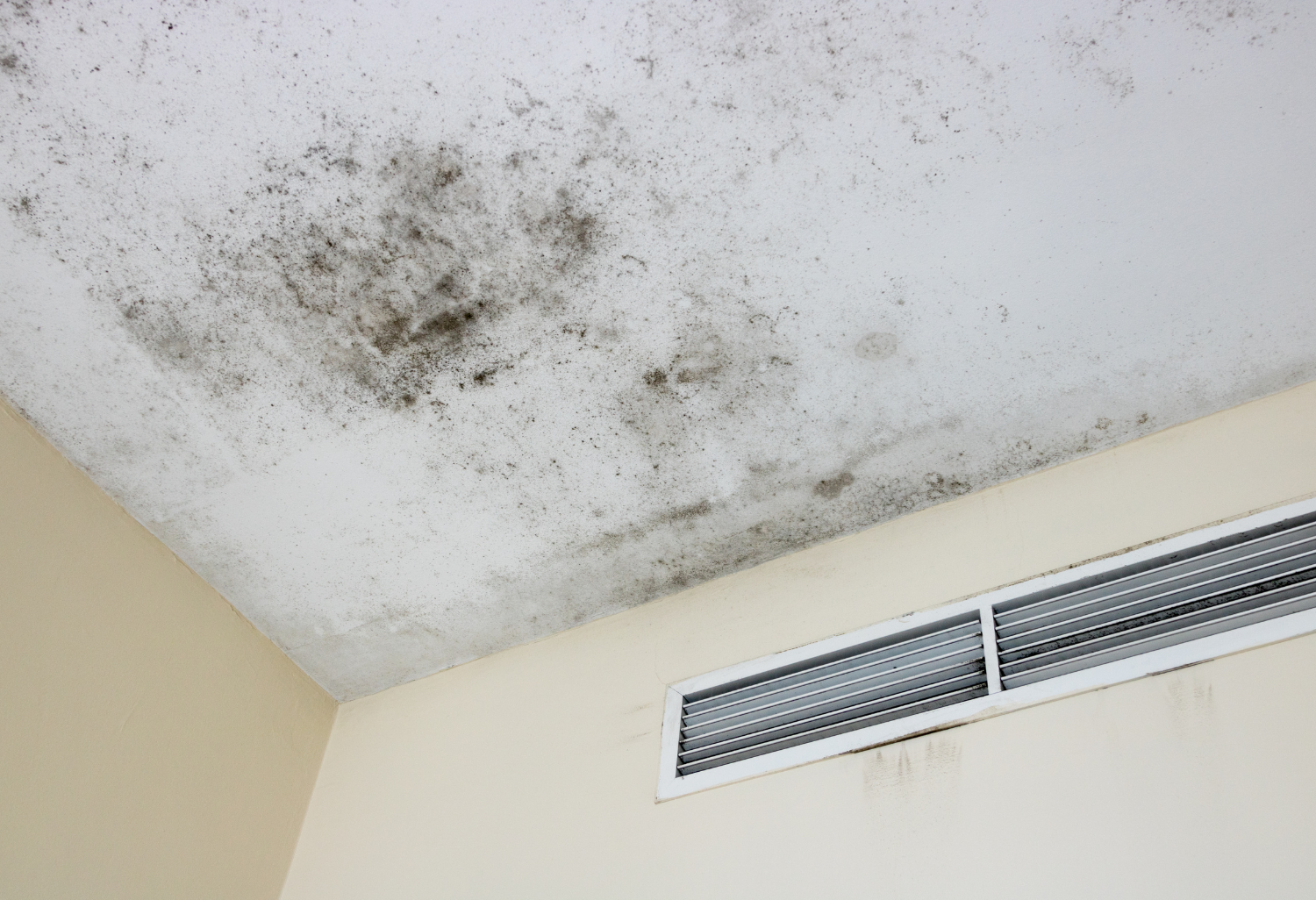 Ceiling and wall with black mold near air vent.