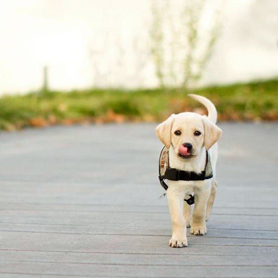 dog training corpus christi
