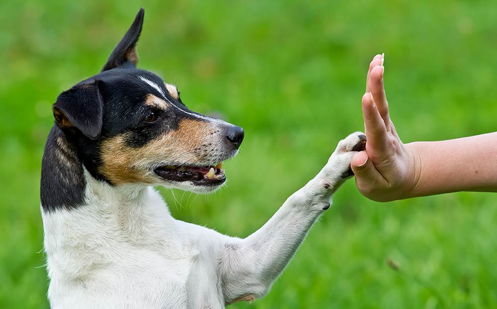 dog obedience training corpus christi high five