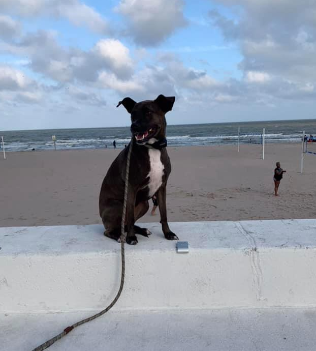 dog training corpus christi tx cleo