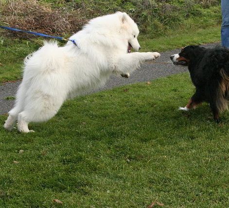 aggressive dog training with off leash