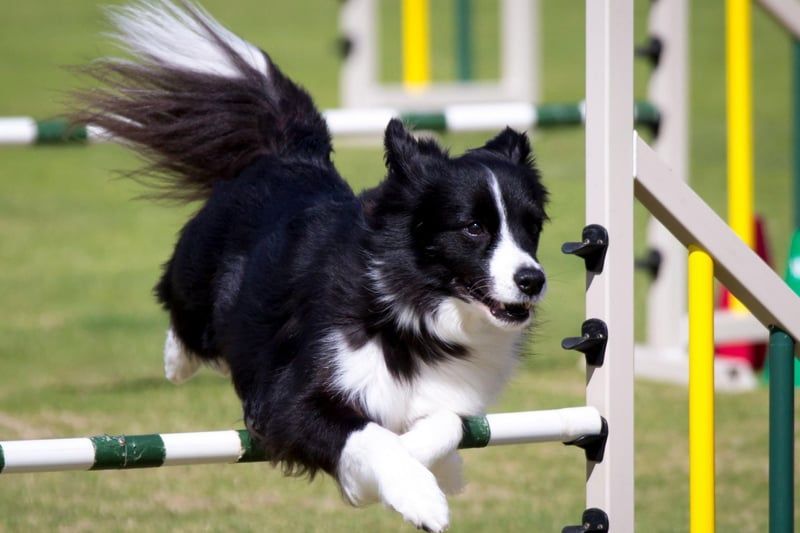 agility dog training corpus christi