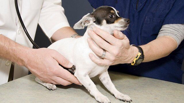 anxiety dog trainer