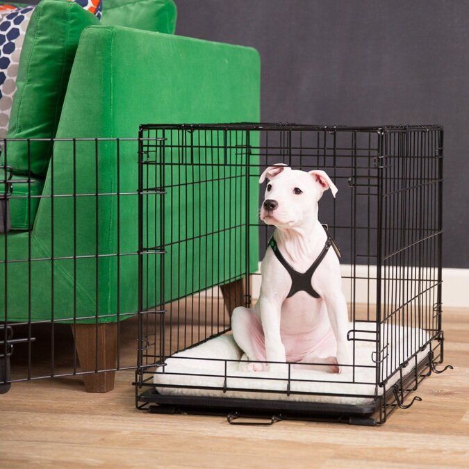 anxious kennel dog training for puppies
