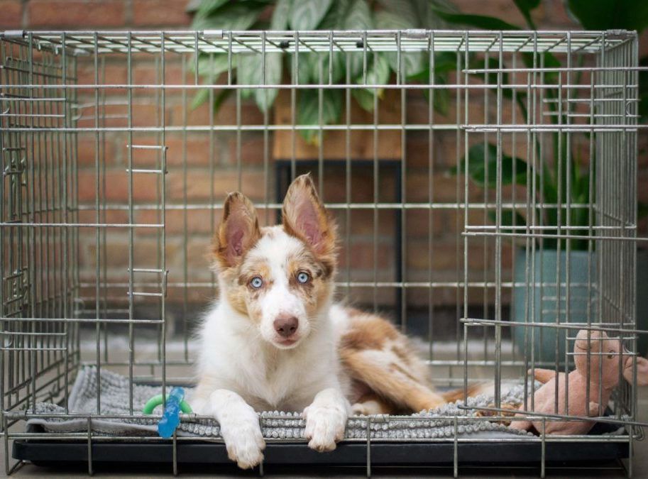 anxious kennel train corpus christi dog training