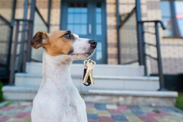 at home dog trainer