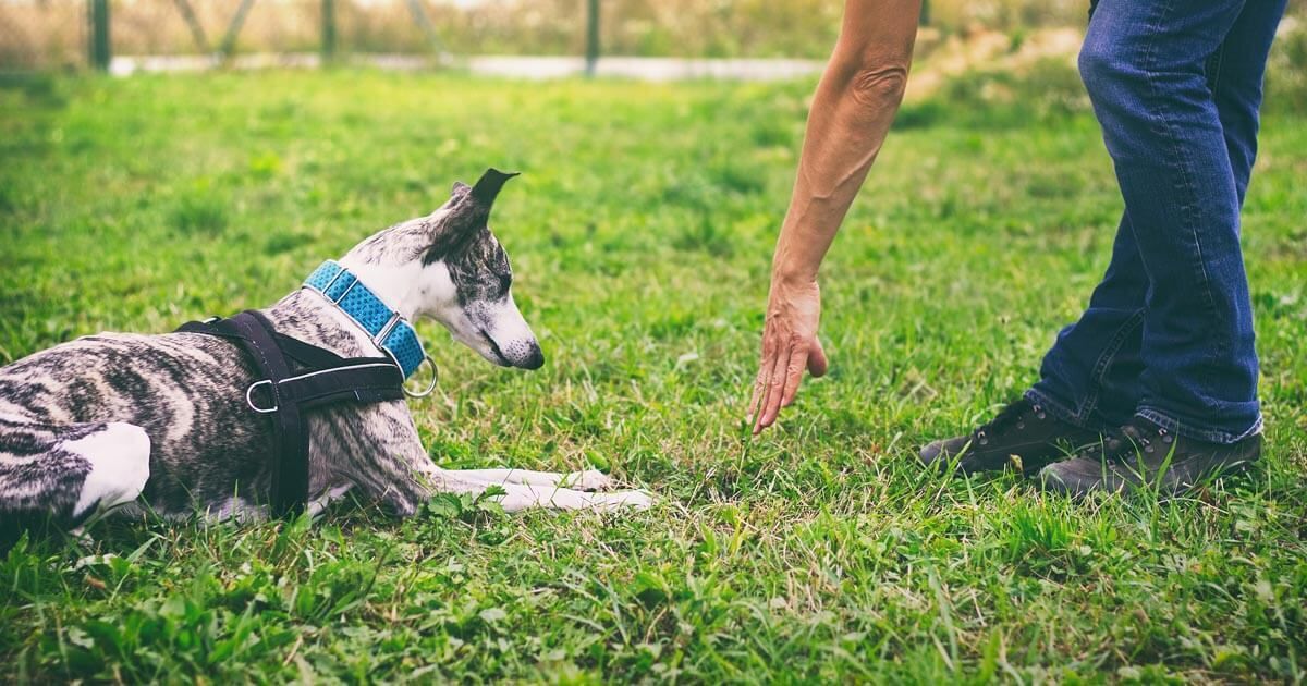 basic command dog training corpus christi