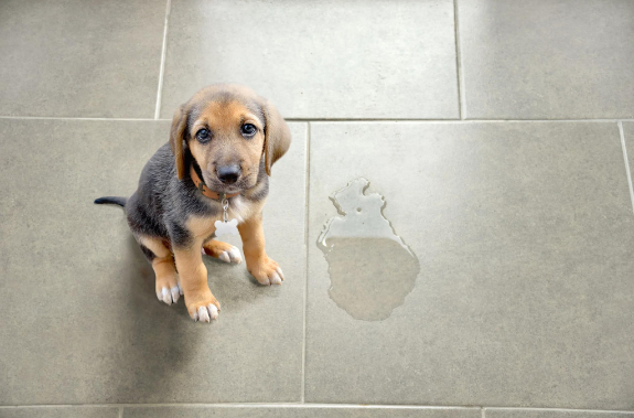 beginner dog potty training