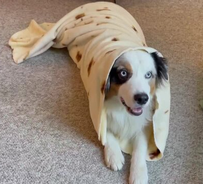 burrito trick dog training