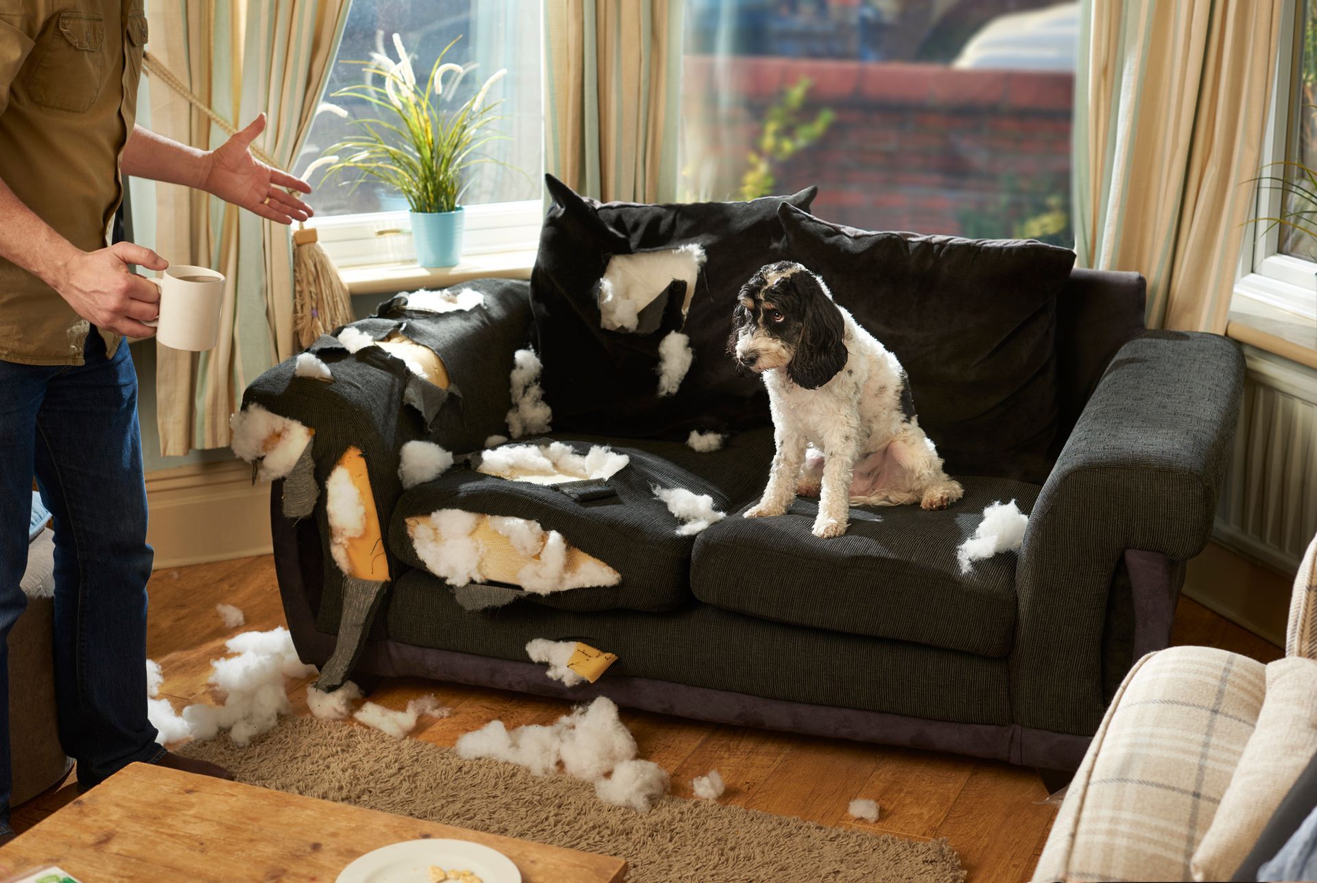 potty puppy training