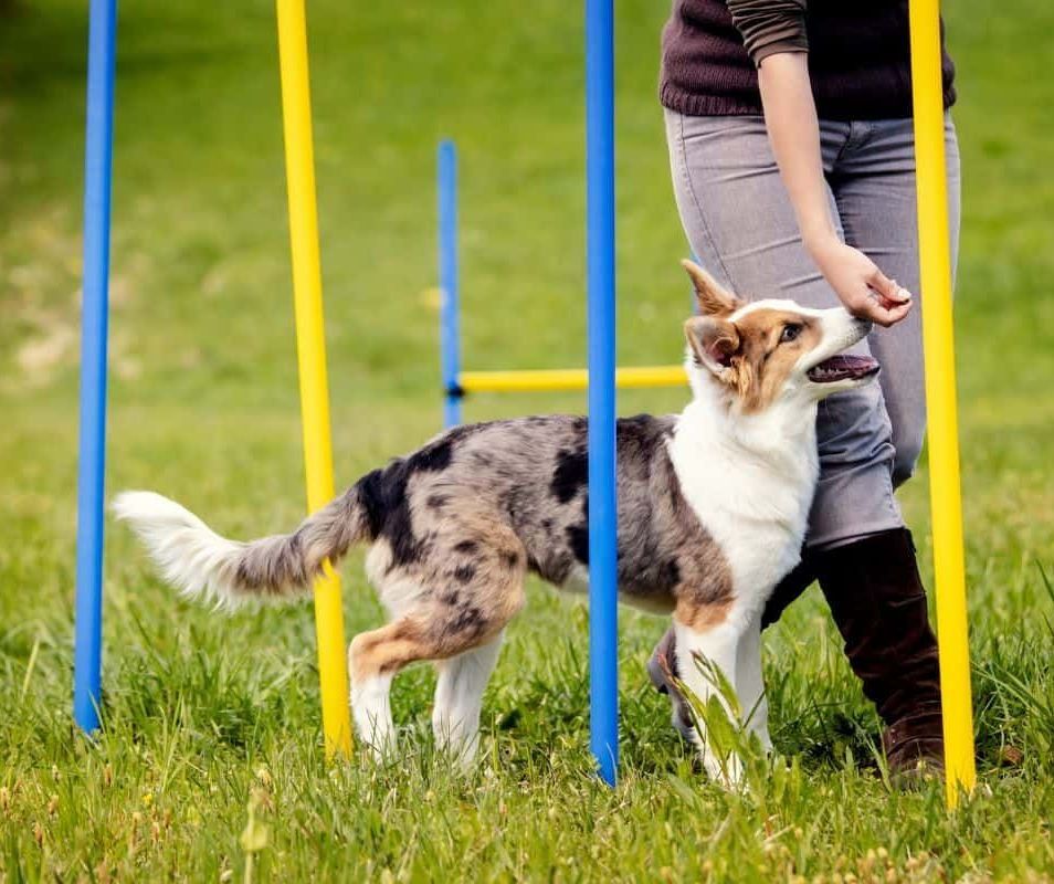 choosing a dog trainer in corpus christi