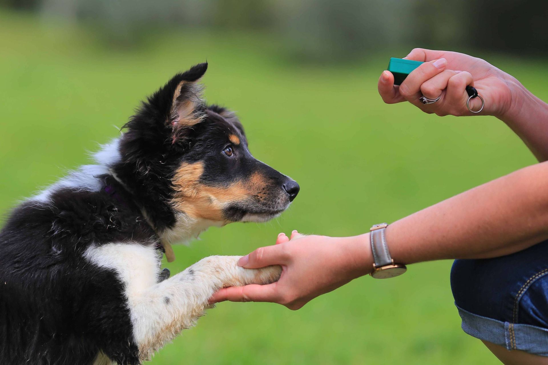 proper food dog training corpus christi