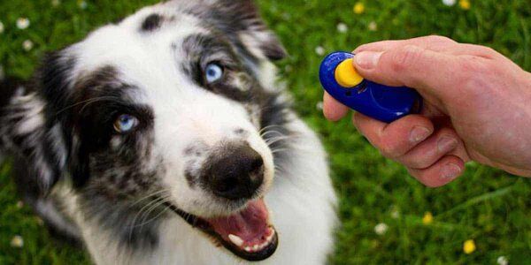 clicker dog training corpus christi