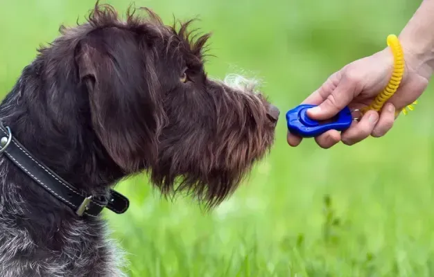 puppy potty training corpus christi