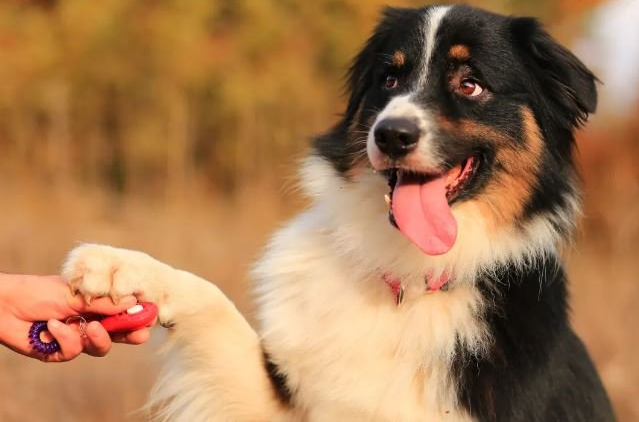 clicker dog obedience training