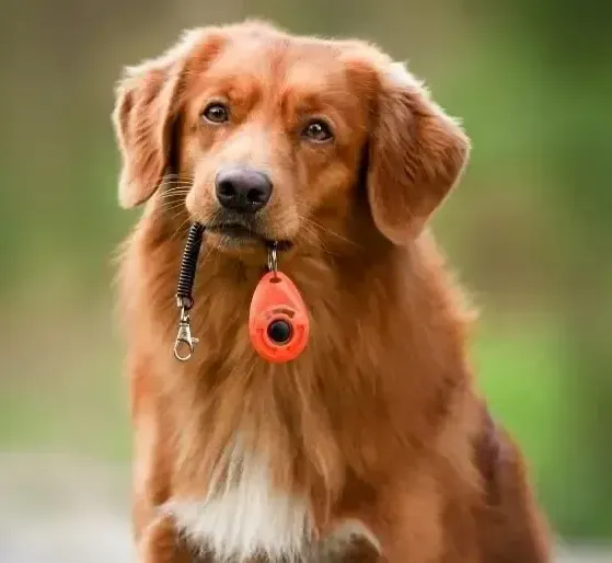 clicker dog training corpus christi