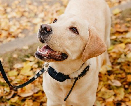 collar training with a dog obedience trainer