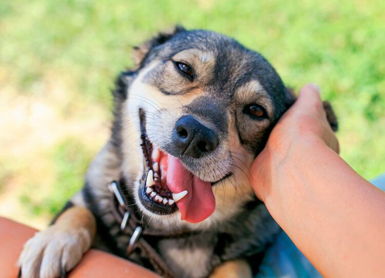 confidence corpus christi dog training