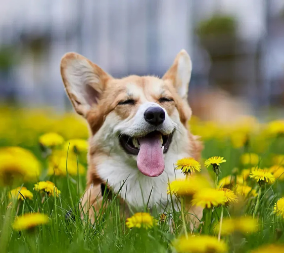 obedience dog training near me