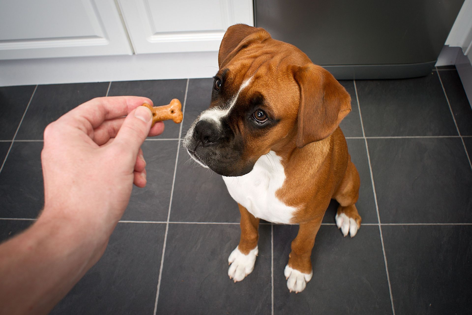 corpus christi dog training with treat