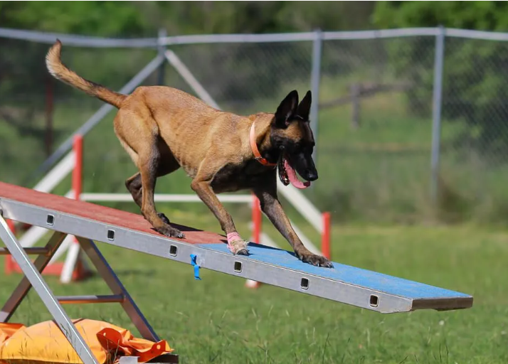 corpus christi dog training agility regular