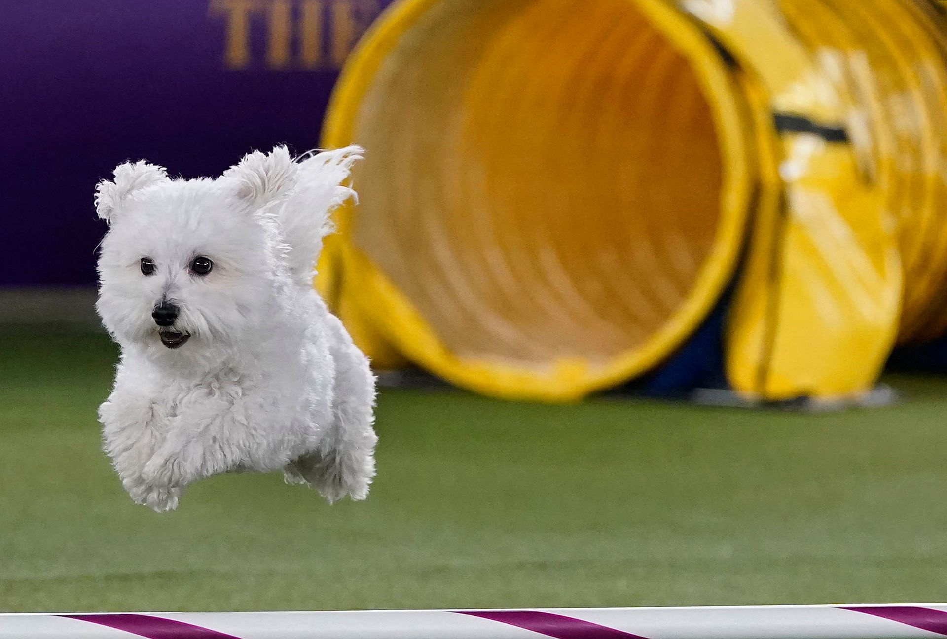 corpus christi dog training agility