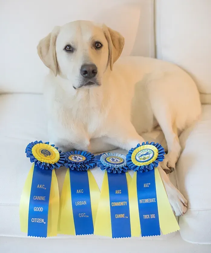 potty puppy training