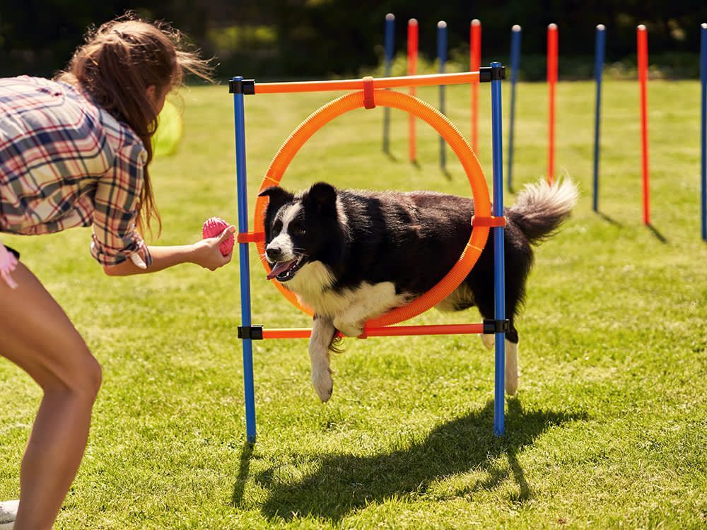 corpus christi dog training