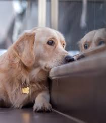 dog training corpus christi