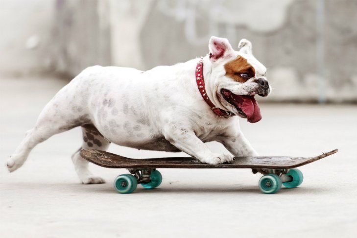 corpus christi dog training skateboard trick
