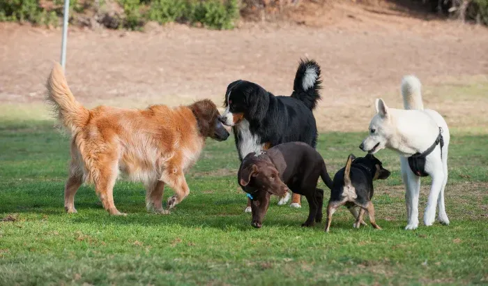 corpus christi dog training socialization