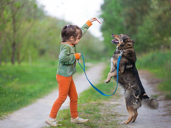 winter protected dog training