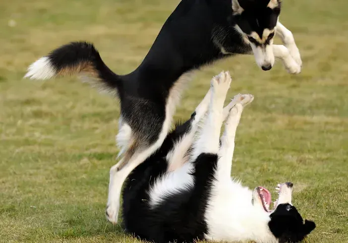 corpus christi dog training socialization