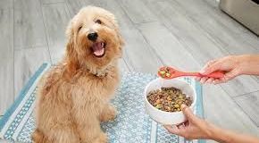 corpus christi dog trainer food recommends