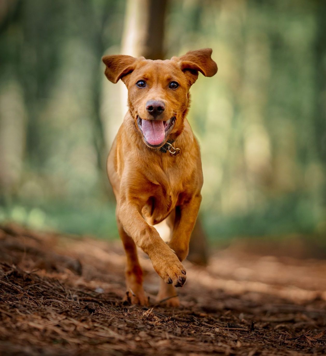 corpus christi dog trainer for reliable recall