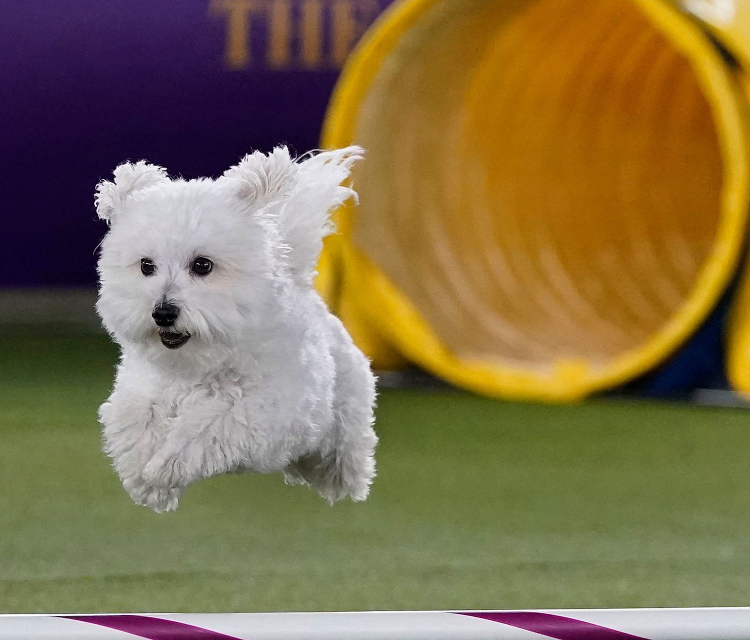 agility dog training corpus christi