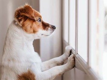 corpus christi dog training separation anxiety