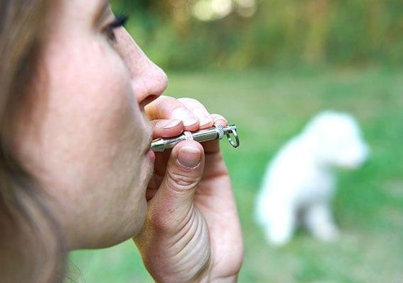 corpus christi dog training with whistle