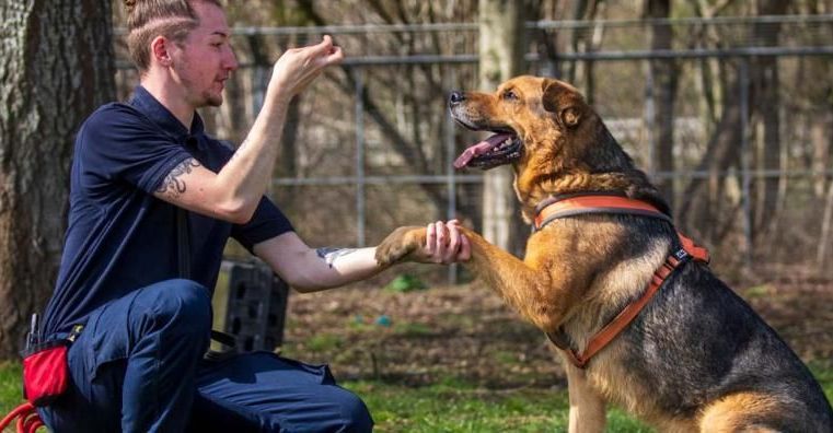 corpus christi tx dog training