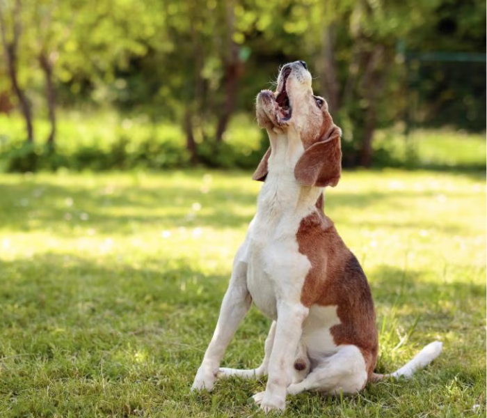 dog behaviorist understanding body language