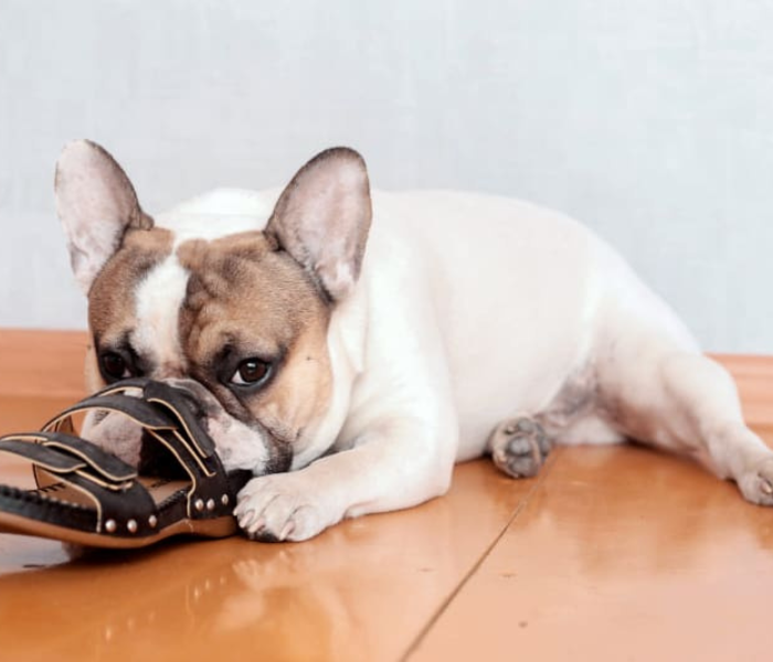dog behaviorist understanding body language