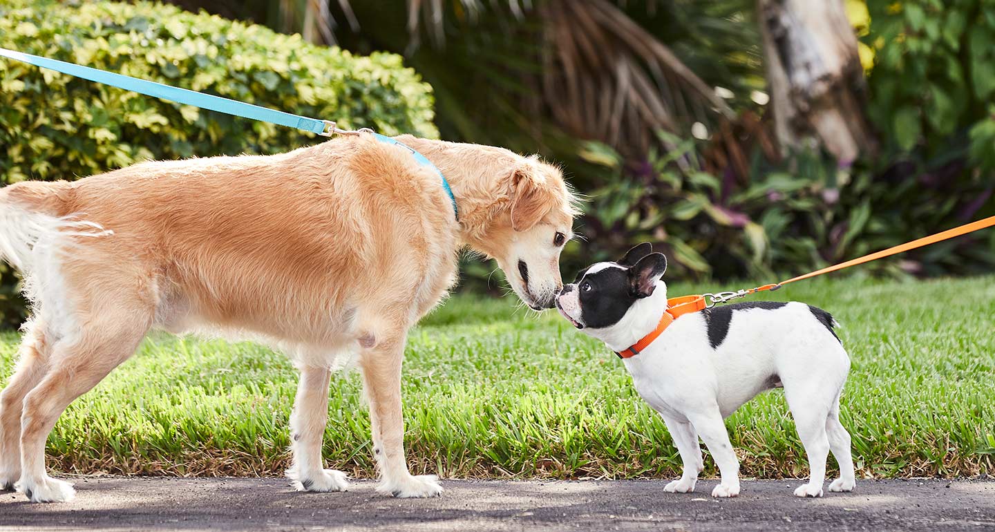 dog leash for socialization