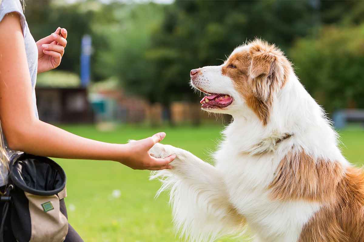 dog obedience training