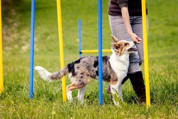 dog obedience training