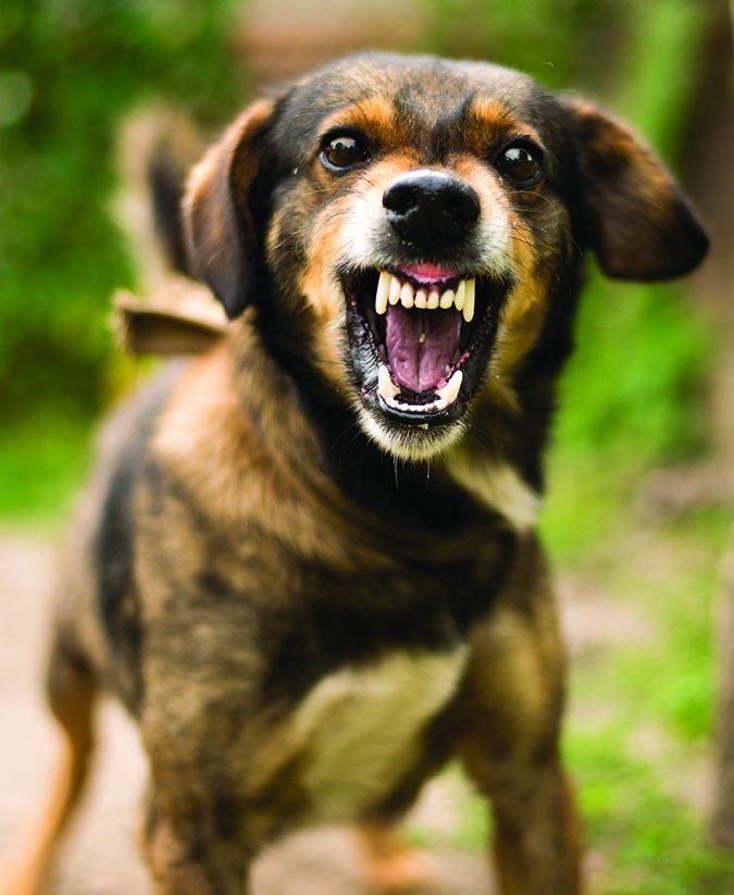 dog training corpus christi aggressive dog