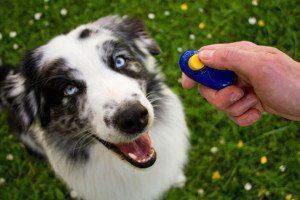 dog training corpus christi clicker