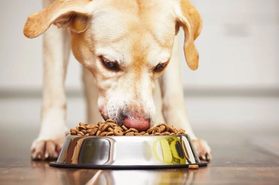 dog training corpus christi food aggression