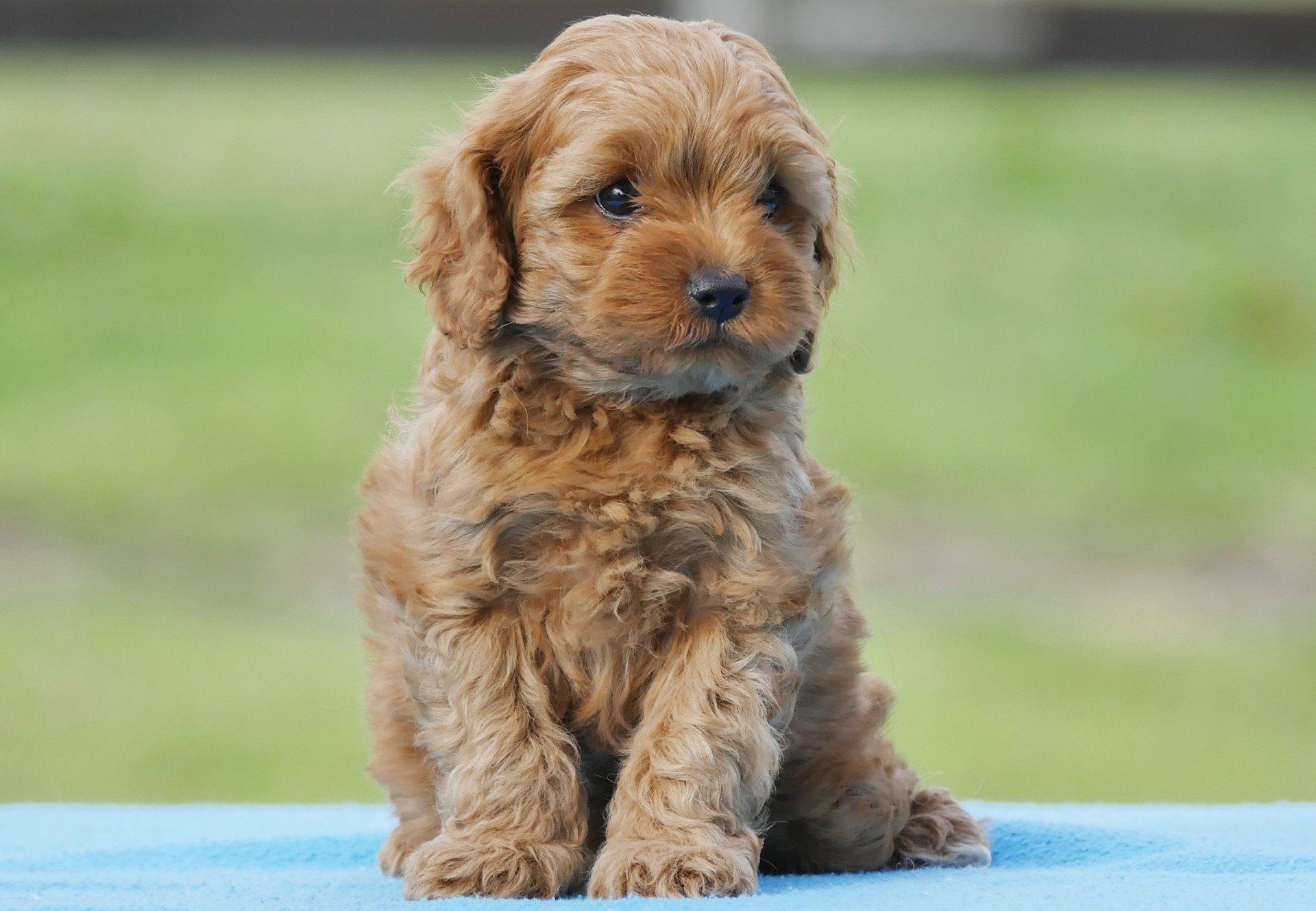 dog training corpus christi