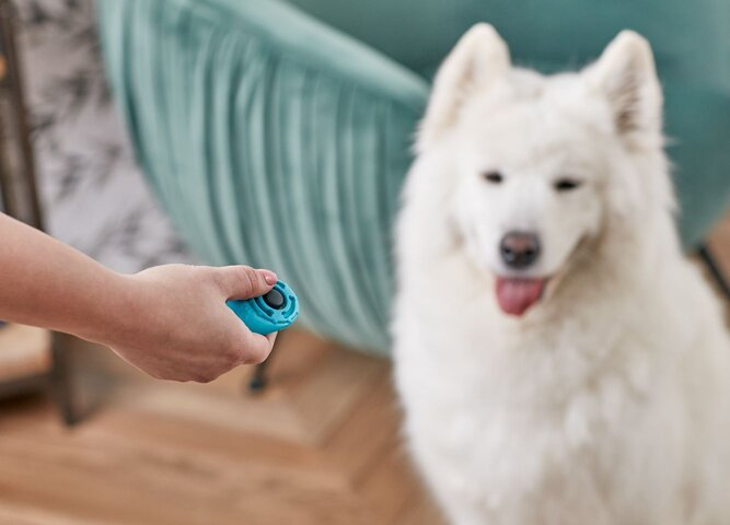 dog obedience training basics- clicker