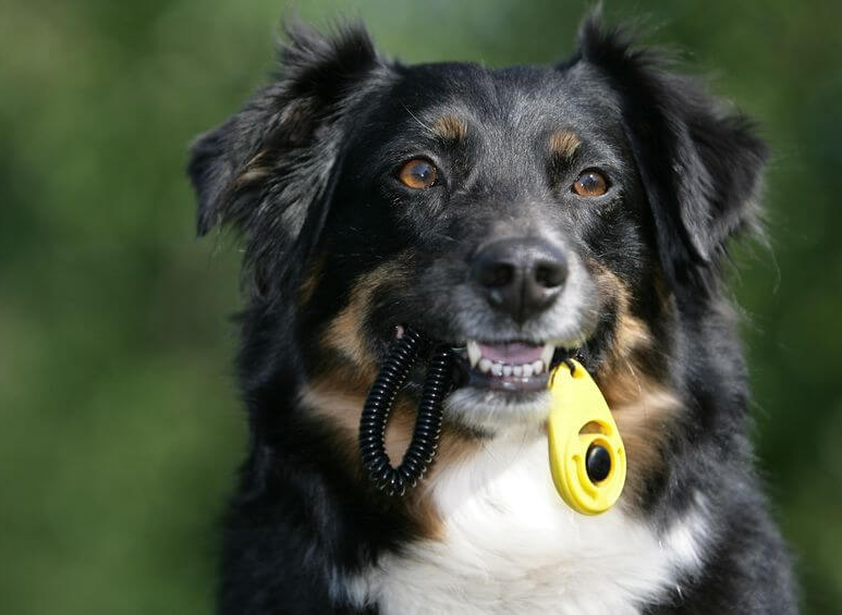 dog obedience training clicker